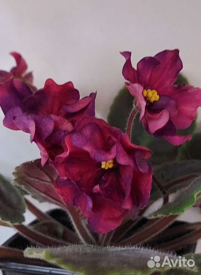 Сортовые фиалки, фиалки, детки