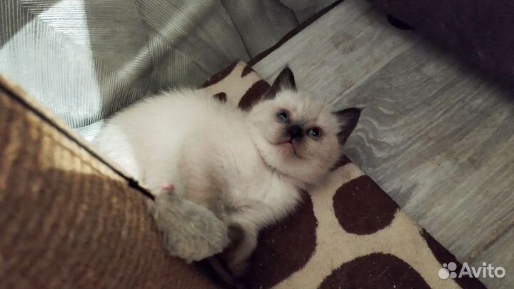 Шотландские котята