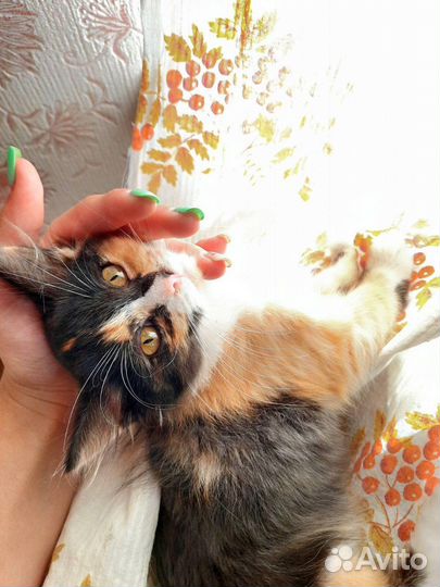 Кошка в дар