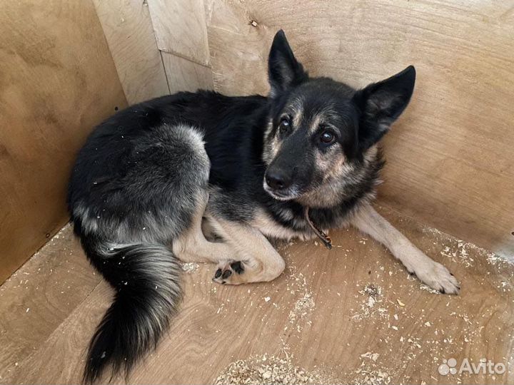 Пёс-трусишка очень хочет обрести семью