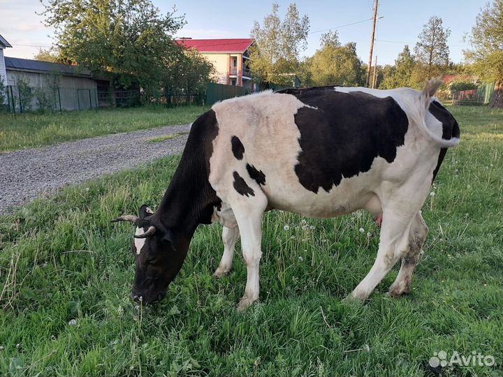 Корова дойная