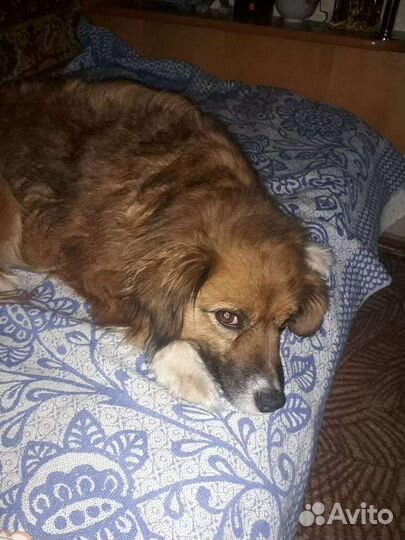 Отлов собак