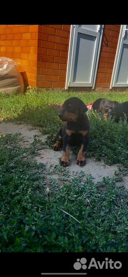 Щенки добермана