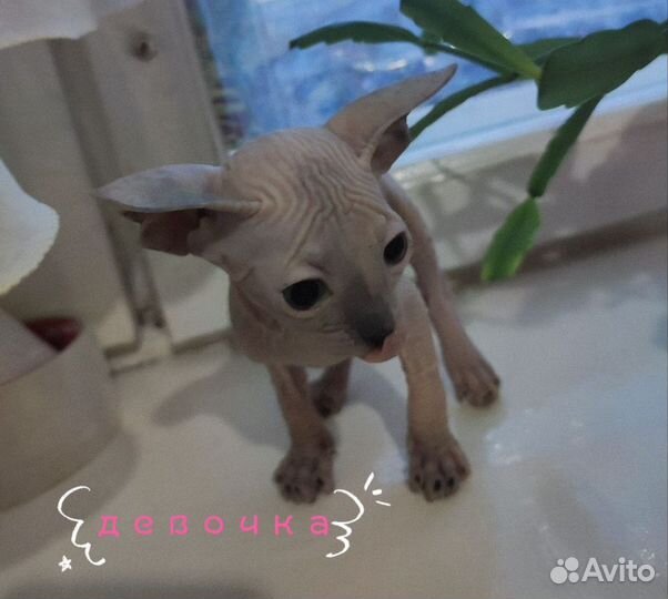 Котята сфинкс