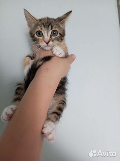 Котенок девочка в дар