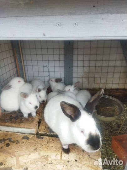 Кролики Калифорнийские от 1,5 месяца