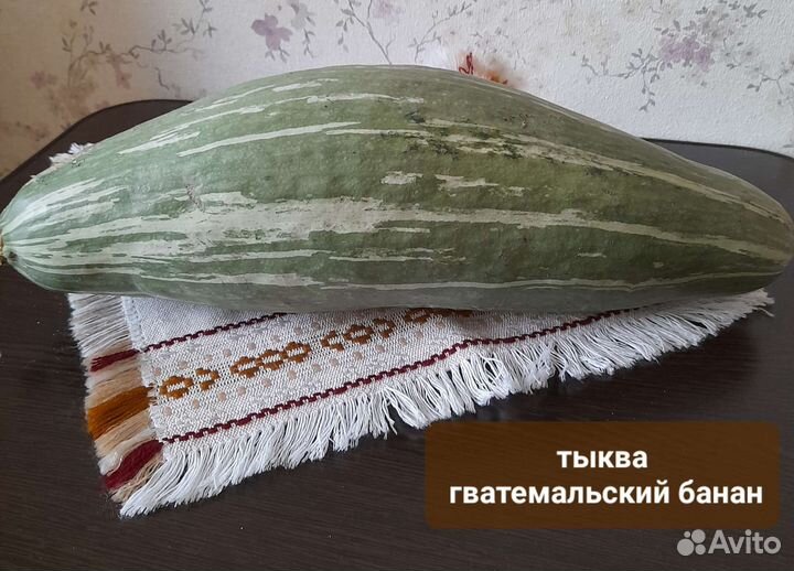 Тыква коллекционные семена