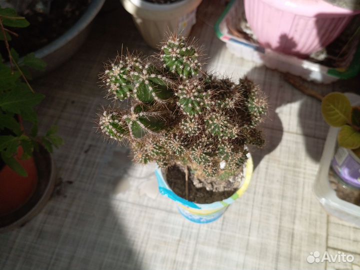Домашние растения цветы