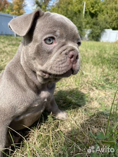 Щенок в окрасе изабелла