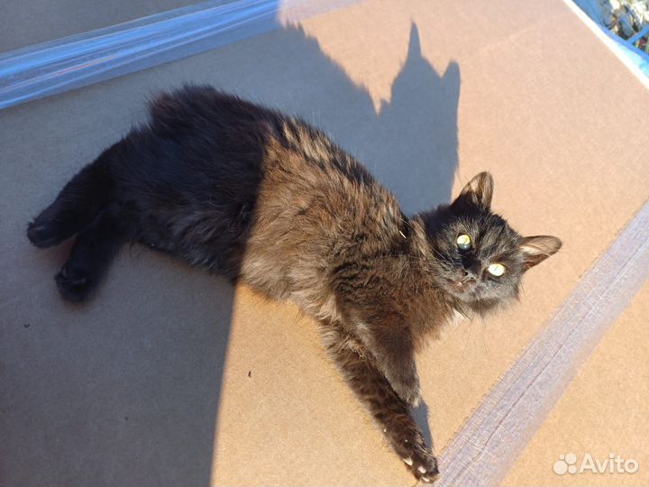 Котята в добрые руки бесплатно