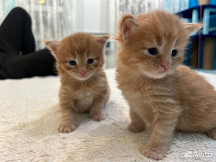 Котята мейн-кун
