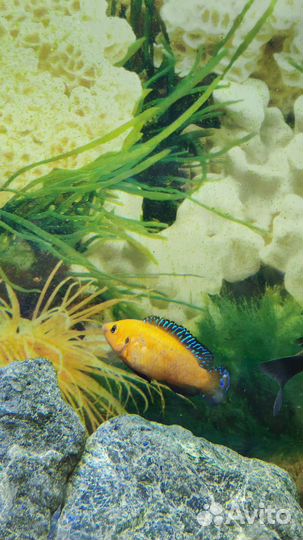 Хромис красавец