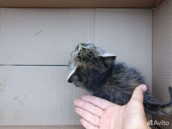 Котëнок Мурзик