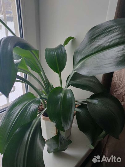 Эухарис амазонская лилия