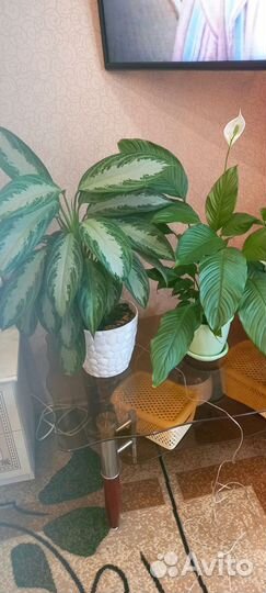 Комнатные растения цветы большие