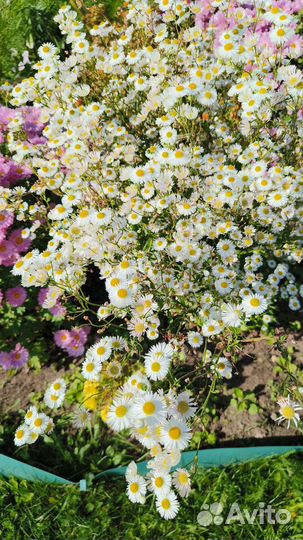 Цветы на срез