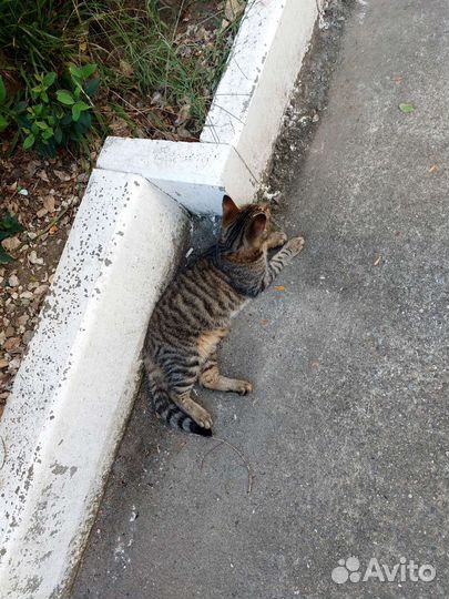 Кот бесплатно