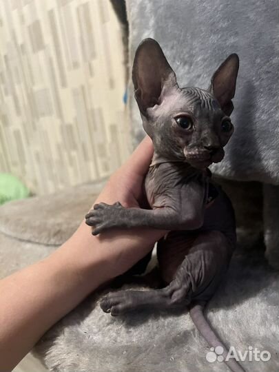 Канадский сфинкс котенок девочка