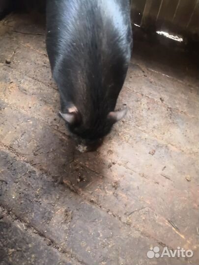 Вьетнамские свиньи, козлята