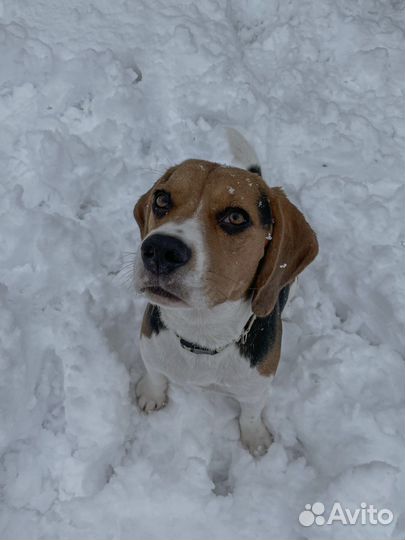 Вязка Бигль (кобель)