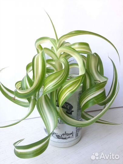 Хлорофитум кудрявый