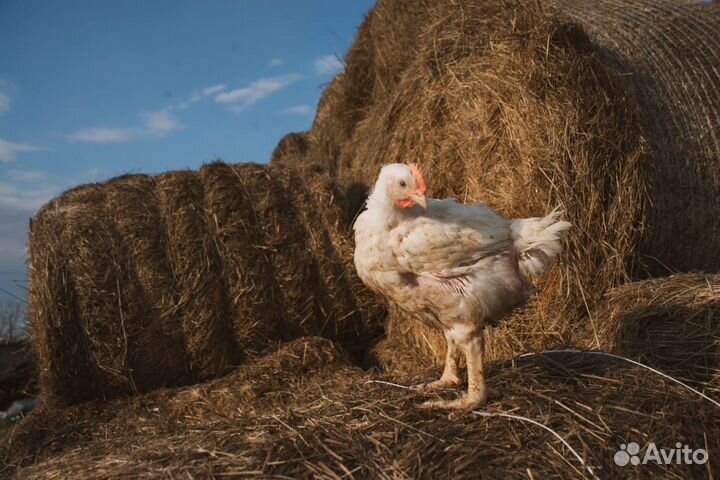 Подрощенный корнишон/цыплёнок табака