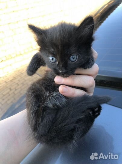 Котята в добрые руки 1 месяц