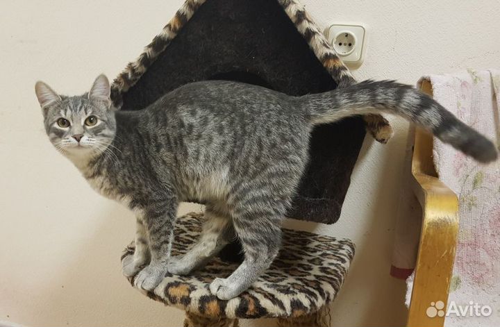 Кошечка Феня ищет дом