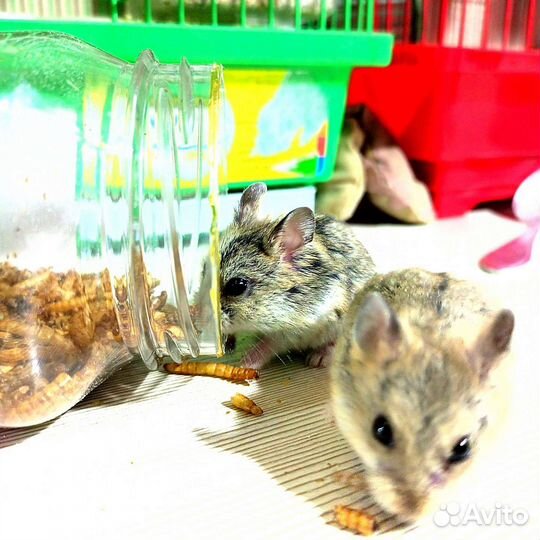Джунгарский хомяк девочки, мальчики, малыши