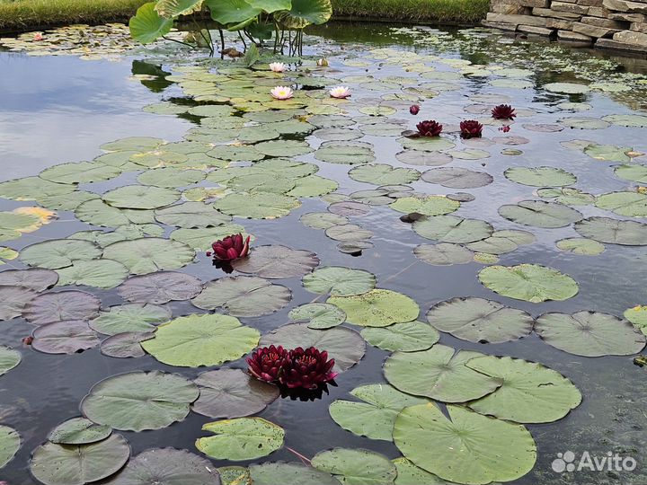 Нимфея WLK Melna Perle