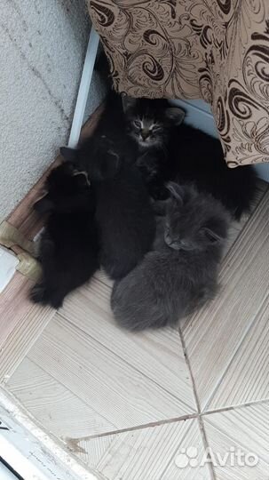 Котята отдам бесплатно