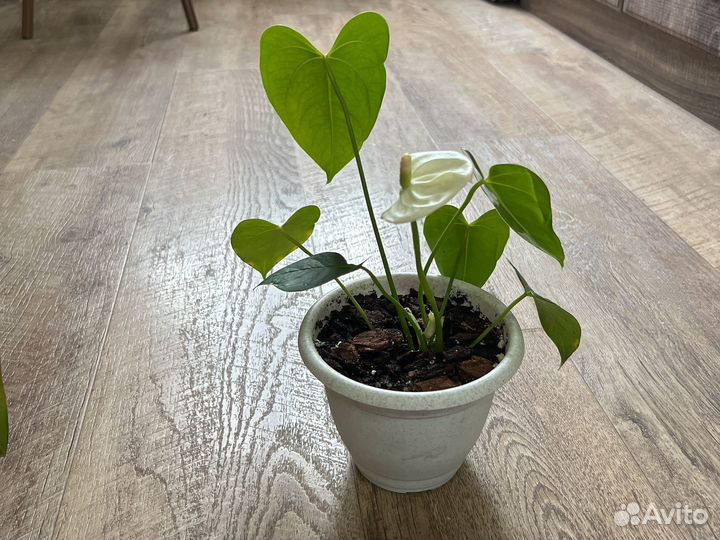 Комнатные цветы антуриум, давно домашние