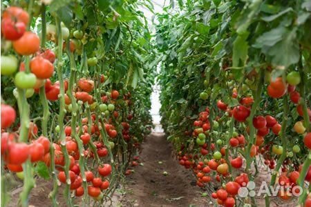 Вахта с проживанием от 15 смен Сотрудник в теплицу