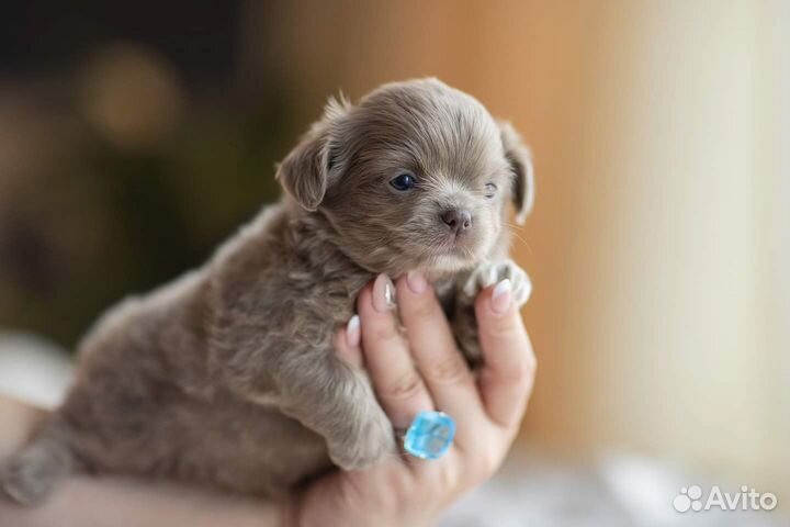 Щенки Чихуахуа щенки лилового и голубого окраса