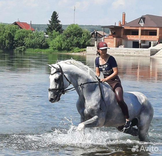 Жеребец орловский рысак