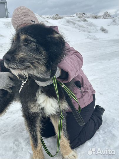 Собака Грэй