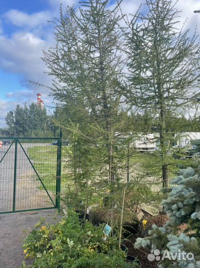 Саженцы лиственницы. Лиственница сибирская 3-4 м