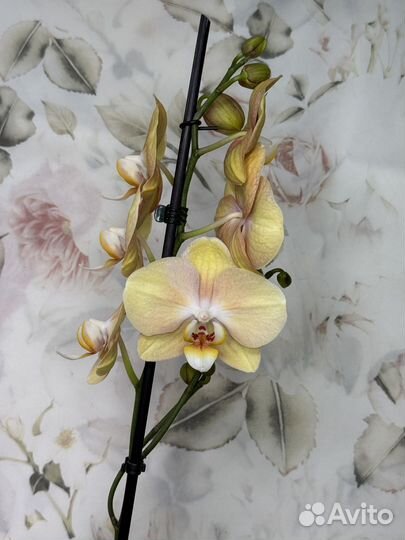 Орхидея фаленопсис