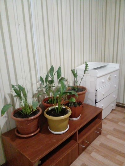 3-к. квартира, 69,9 м², 1/2 эт.