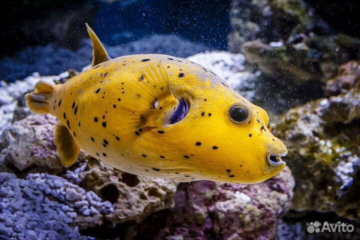 Рыбка Аротрон чертоточечный желтый