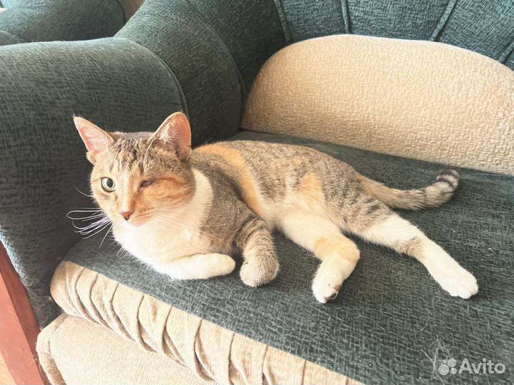 Кошка в частный дом