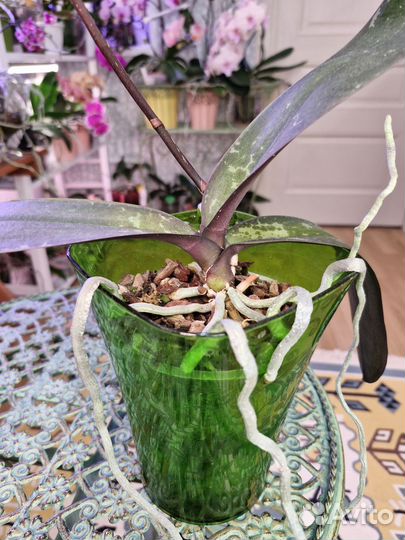 Орхидея фаленопсис 