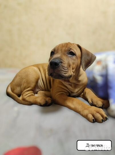 Щенки питбуля