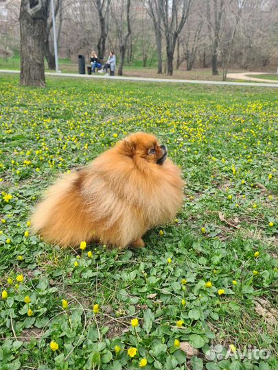 Померанский шпиц вязка