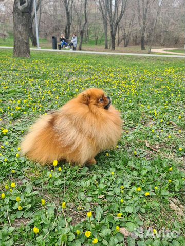 Померанский шпиц вязка