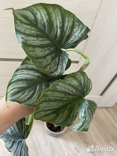 Филодендроны