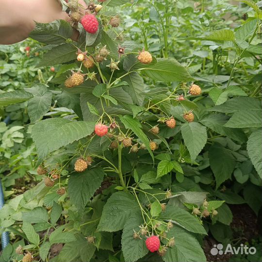 Саженцы малины