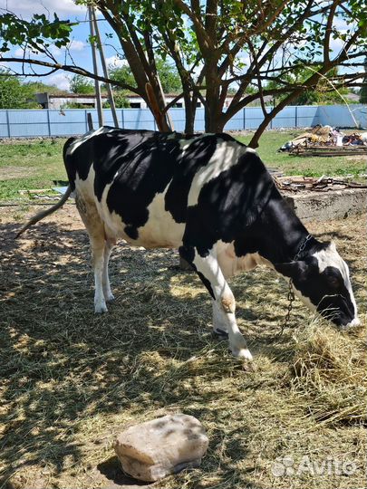 Коровы телята бычки