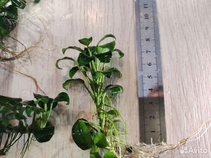 Аквариумные растения