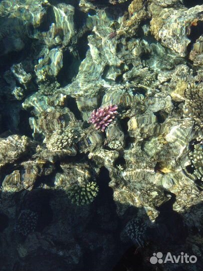 Тур Египет, ОАЭ, Таиланд,Турция и др